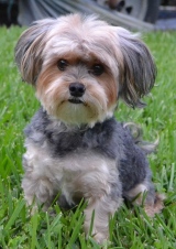 Lola